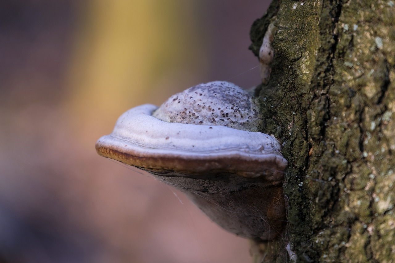 神武4手游：低价小说购买平台